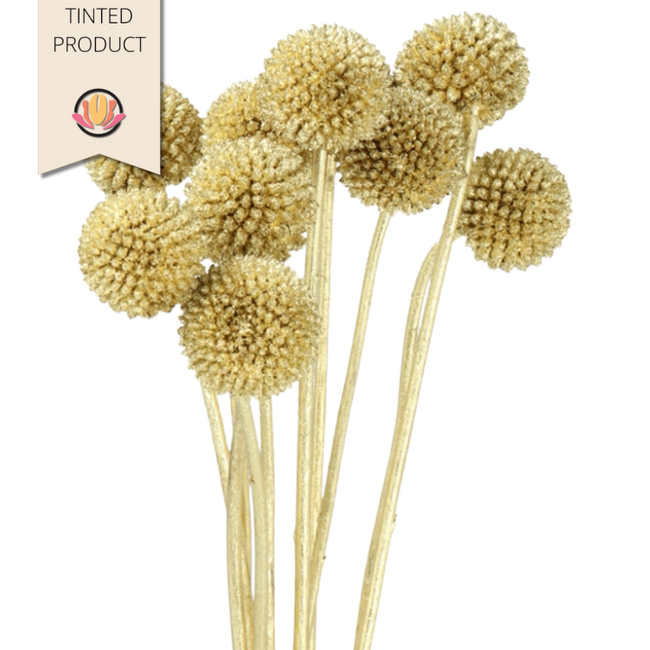 Craspedia Dyed Gold holl