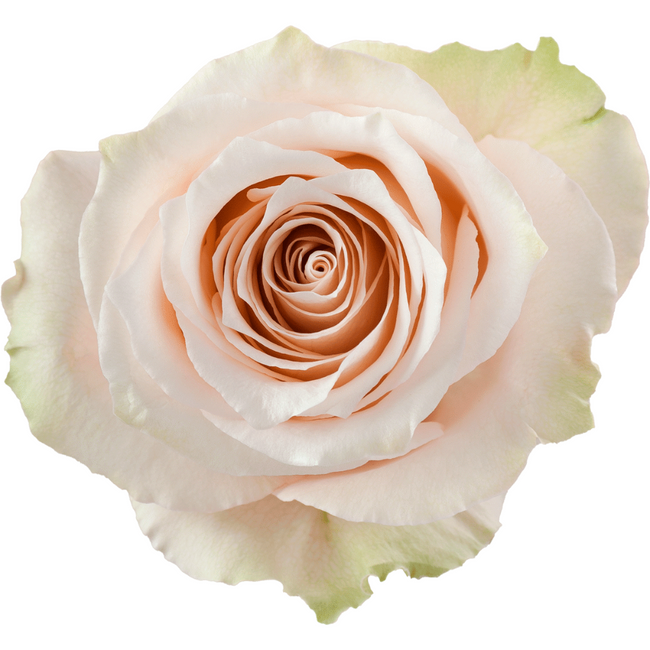 Rose Lady Eva 80cm rprima - R LADY EVA 80