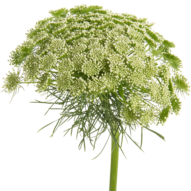 Lace White Snowflake Sole