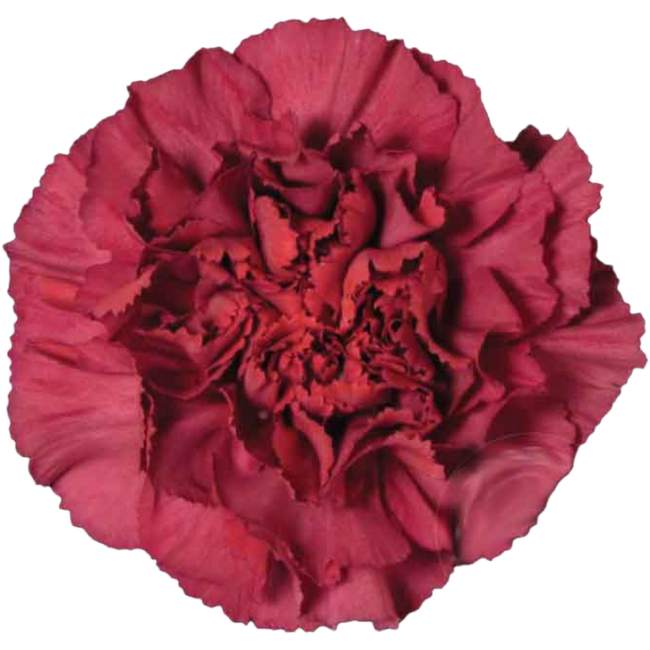 Carn Vintage Red Lucy Sole