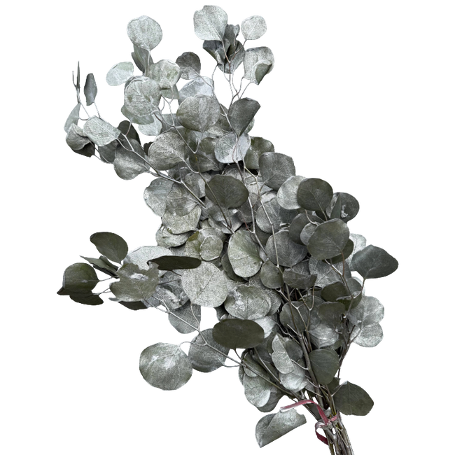 Eucalyptus Silver Dollar Silve