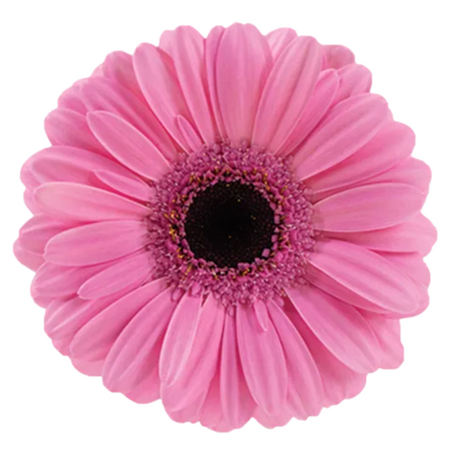 Germini Talent canada