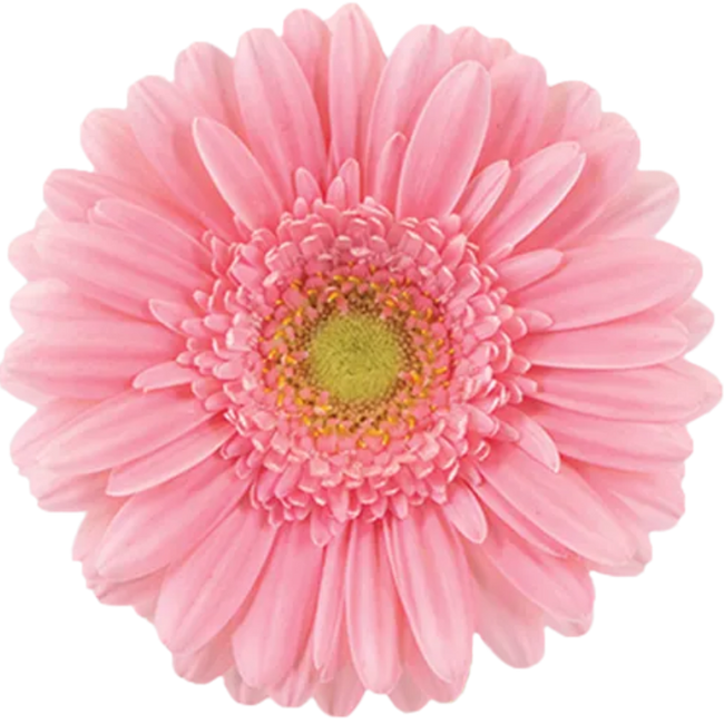 Germin Mohana canada