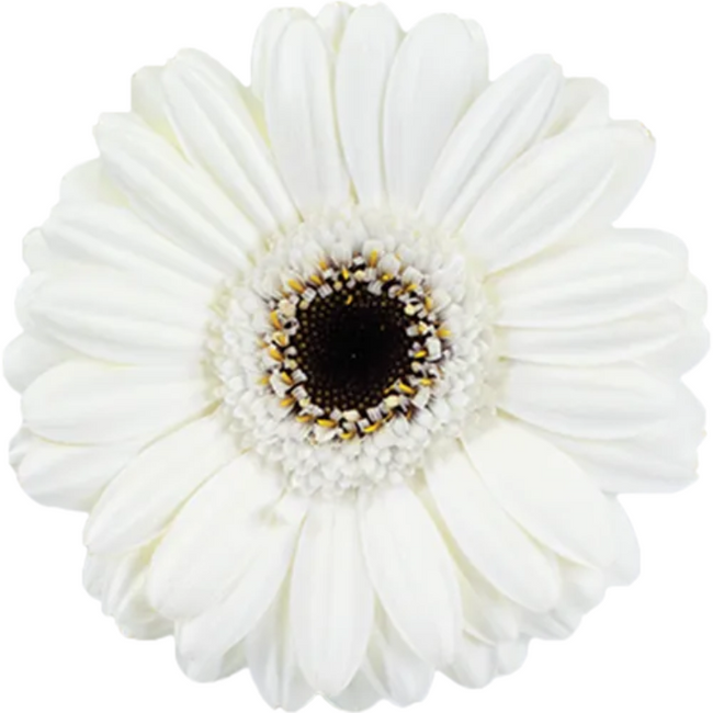 GerMini Lido White RF