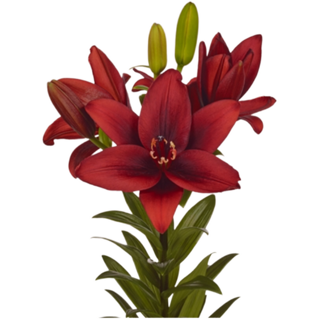 Lily La Twinlife Red holl