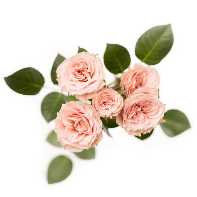 Rosespray BriStar Vela Esmeral