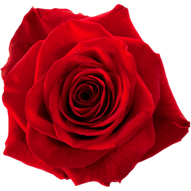Rose Freedom 50cm Rfi - R FR 50 RFI 2