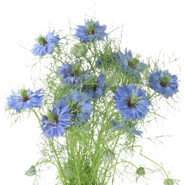 Nigella Blue 70cm esmeralda