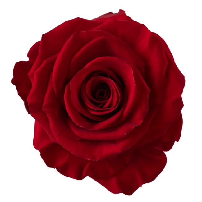 Rose Redvolution 50cm rprima -
