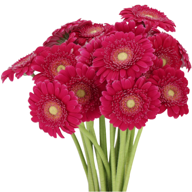 Germini Piccolini Ditella holl