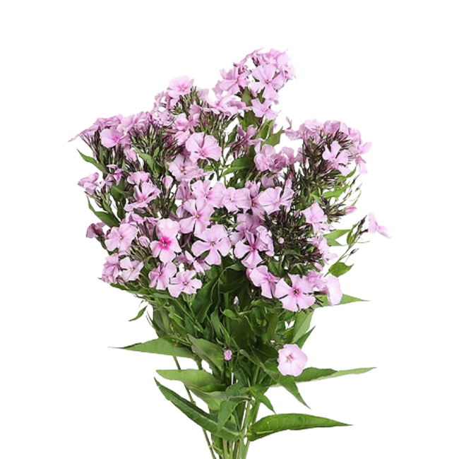 Phlox Lt pink fresca
