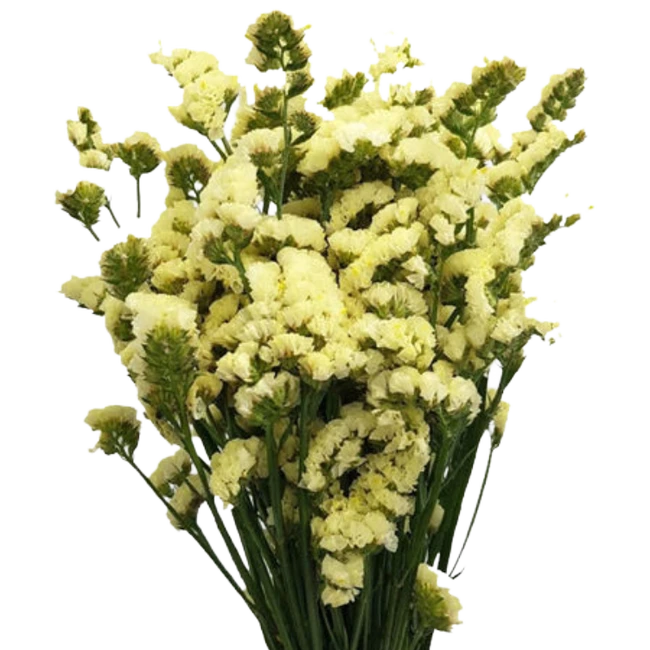 Statice Yellow fresca