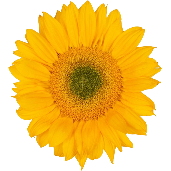 Sunflowers Vinc Fresh esmer 5s