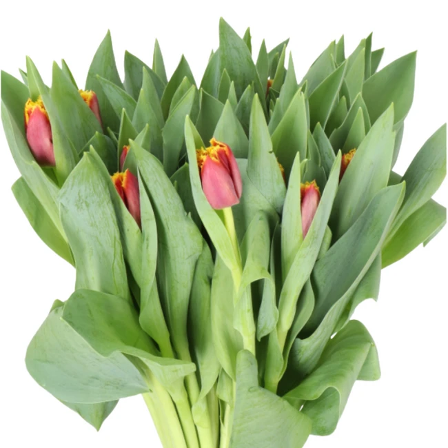 Tulip Frill Burgundy Yellow ti