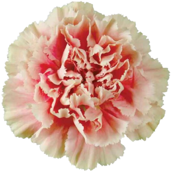 Carn Sel MarlettoSalmon SOLE