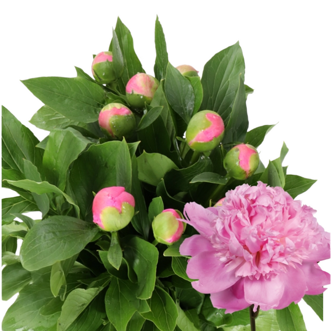 Peony Mr Jules Elie holl