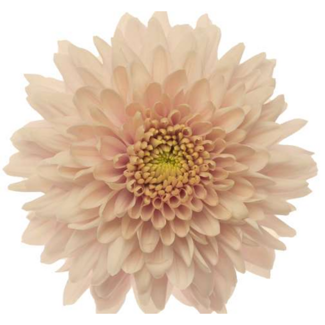 Mum Cremon Champagne sole