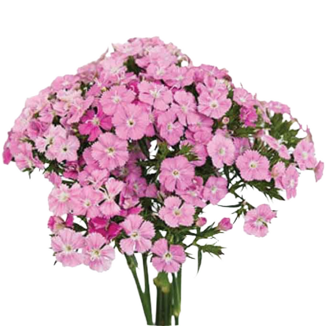 Dianthus Amazon Pink sole