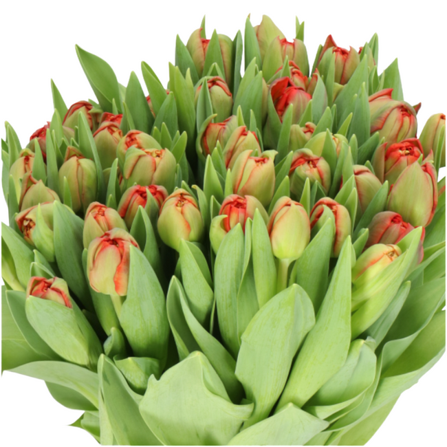 TulipDouble Bright Pink, Holex