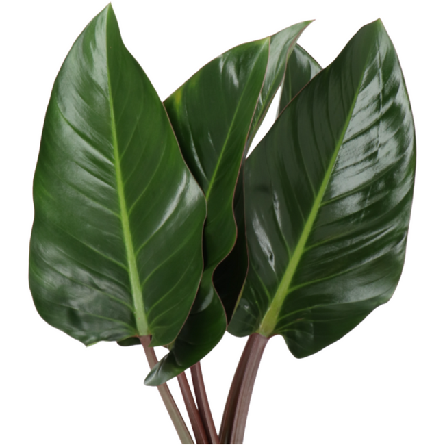Philodendron Red Beauy holl(10