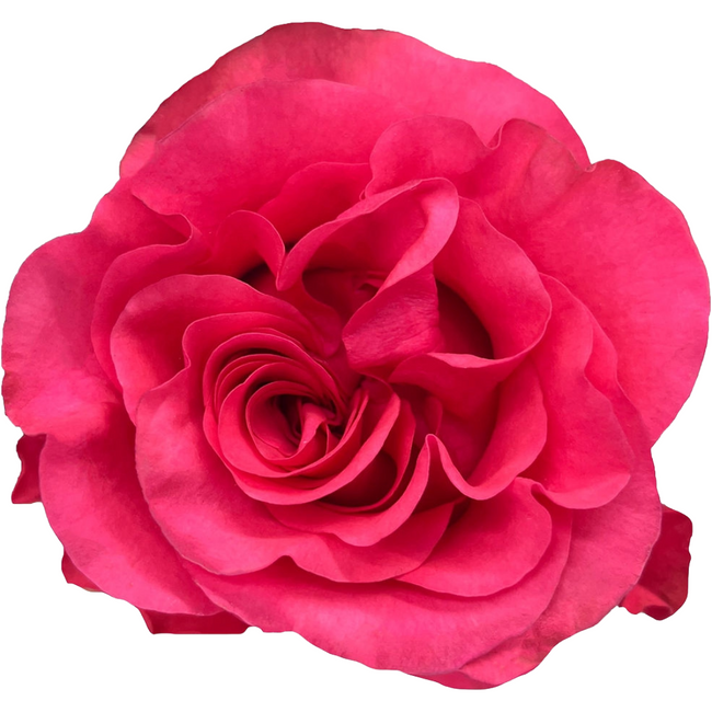 Rose Grdn. Exotic Berry Florec