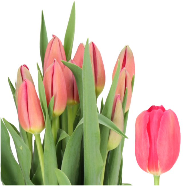 Tulip French Mauve Holl