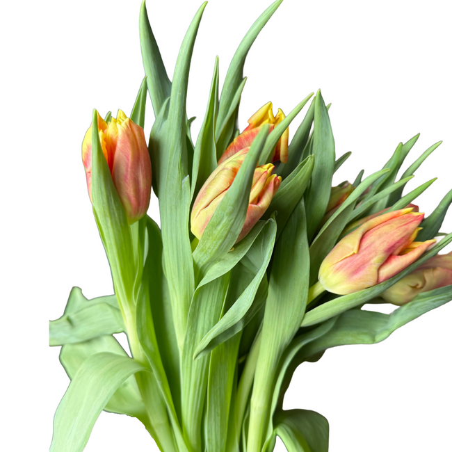 Tulip Flame Parrot Holl