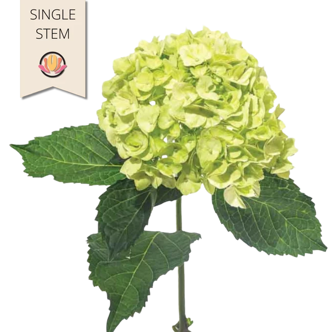 Hydrangea Baby Green SOLE stem