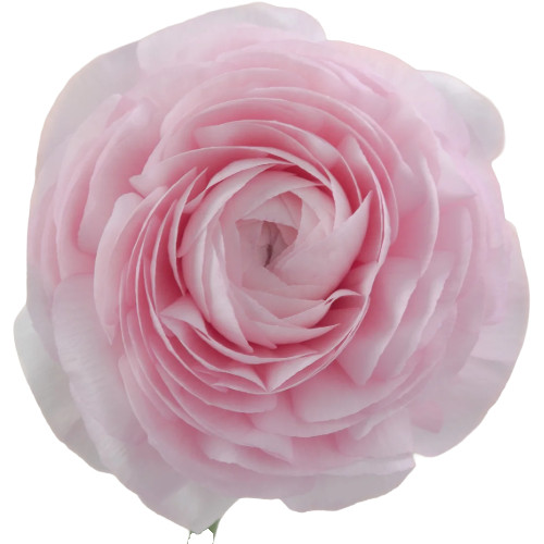 Ranunculus Cloni Pink Arlotti