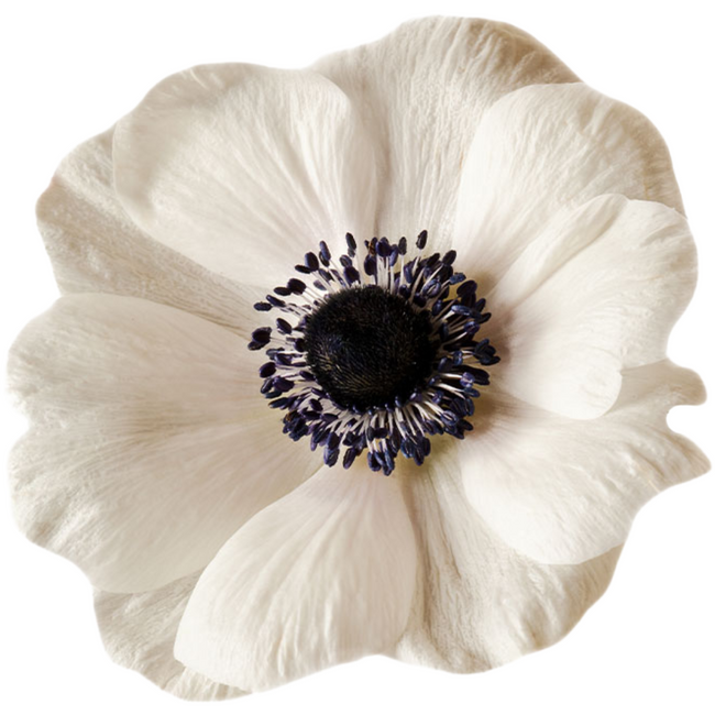 Anemone White Panda Rio Sel