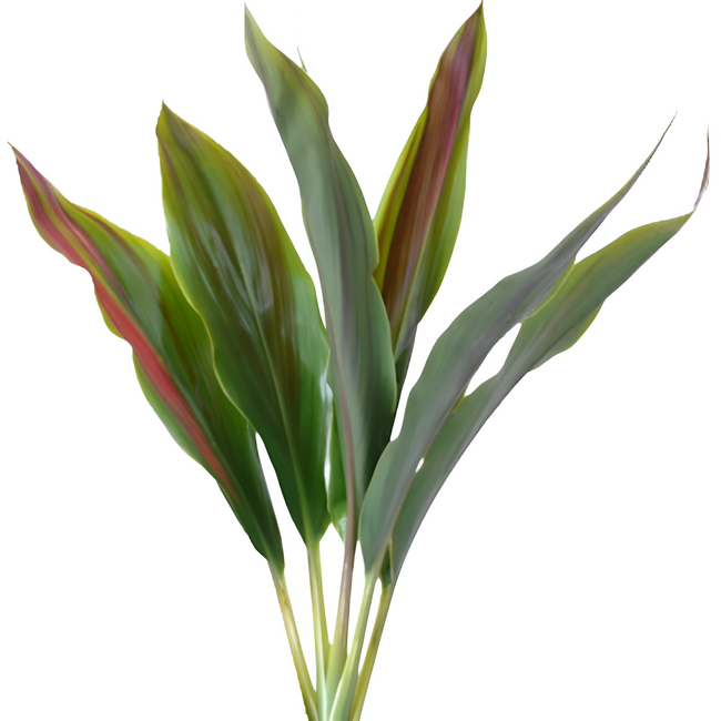 Cordyline Red Tips