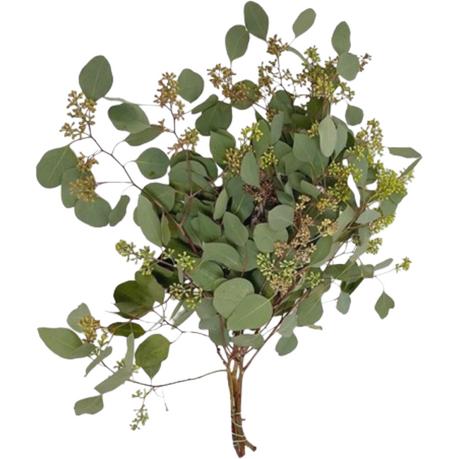 Eucalyptus Populus w berry hol