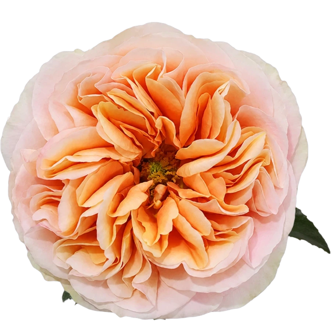 Rose Juicy Xpr 50cm RPRIMA