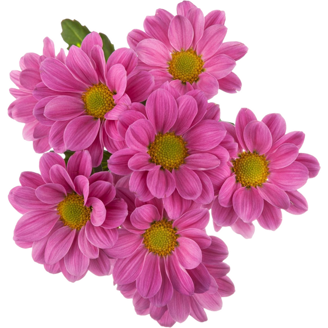 Pom Daisy Plasma GOLDEN