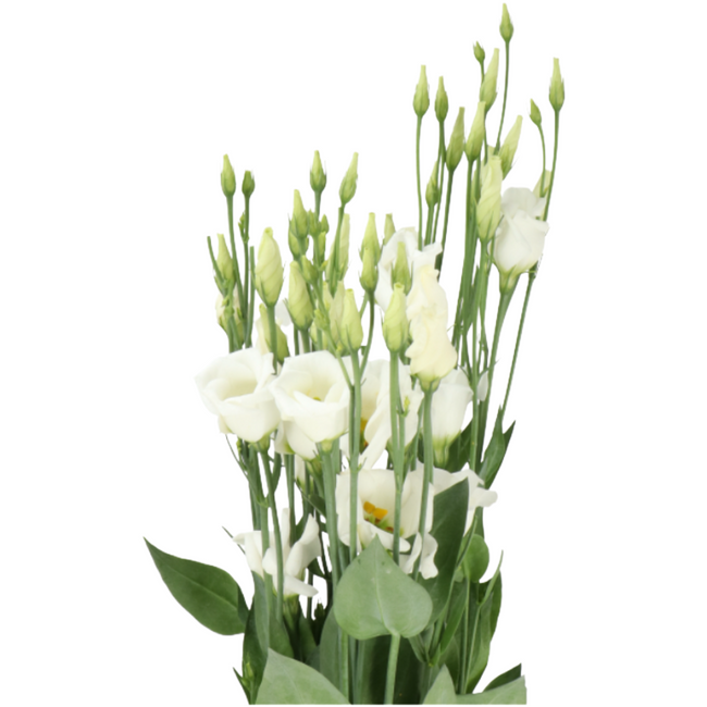 Lisianthus White Single holl