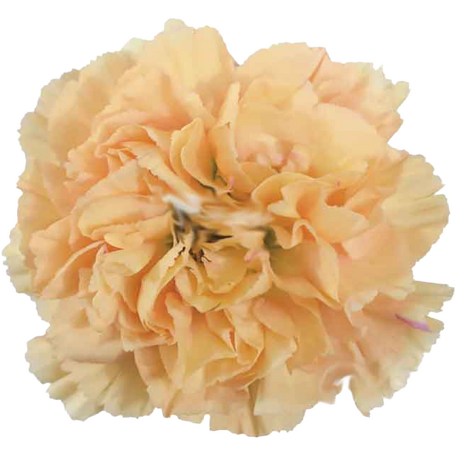 Carn Minami Peach (10stm) SOLE