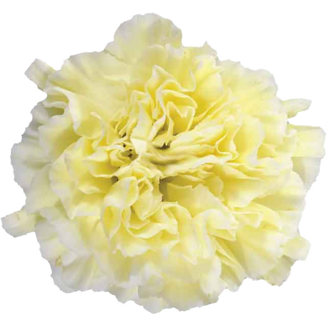 Carn Minami Vanilla (10stm) SO