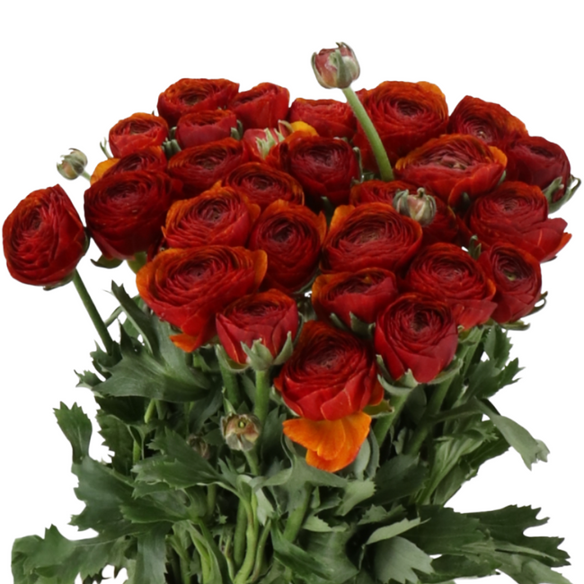 Ranuculus Cloni Brownie holl