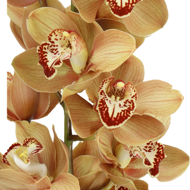 Cymbidium Butterscotch holl(ST