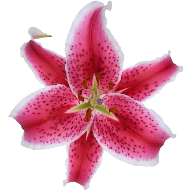 Lily Starfighter esmeralda