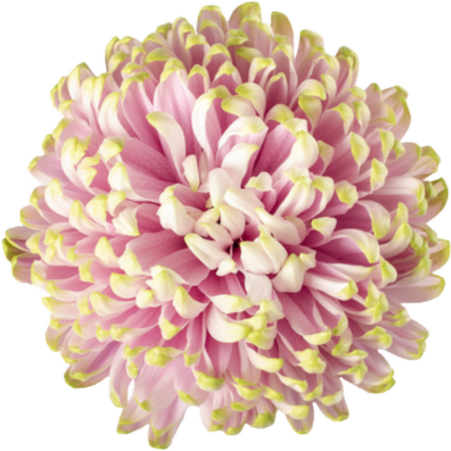 Mum Cremon Rossano Charlotte e