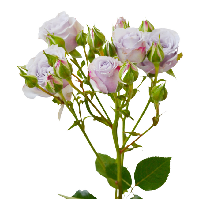 Rosespray Silver Mikado Rprima