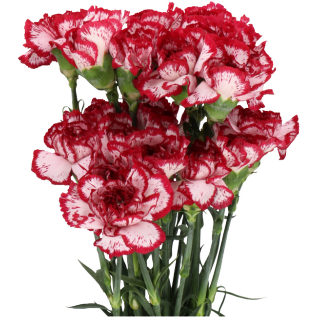 Carnation Sel Bacarat holex