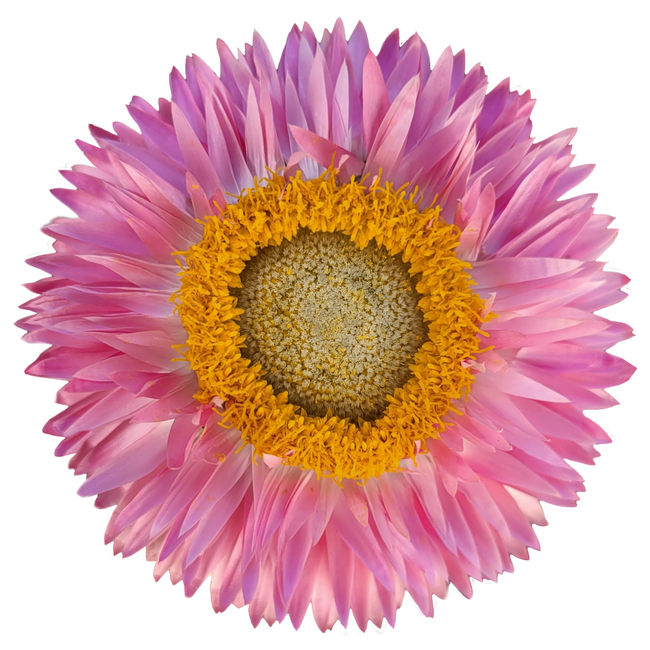 Strawflower Pink Holex