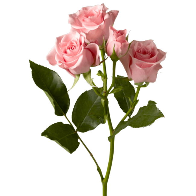 Rosespray Elba Rprima