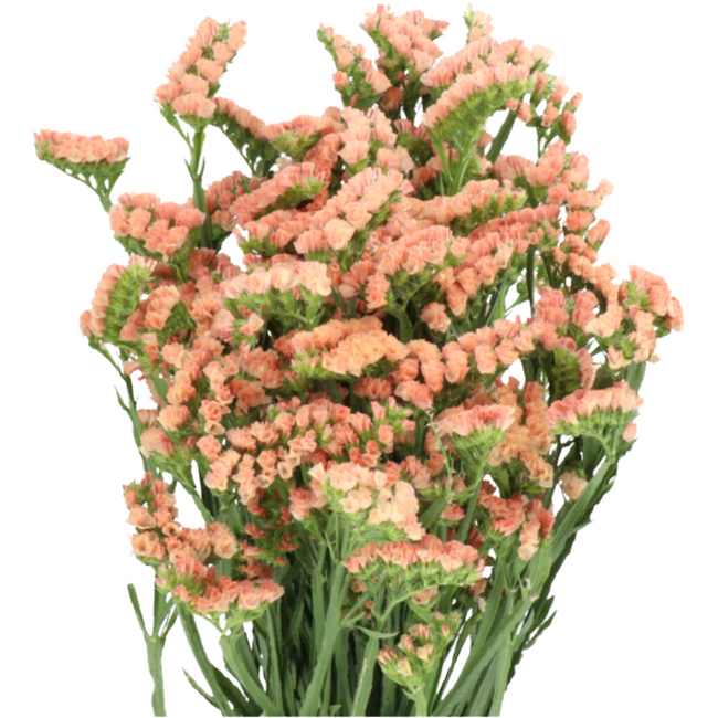 Statice Dk Peach holl(5st)