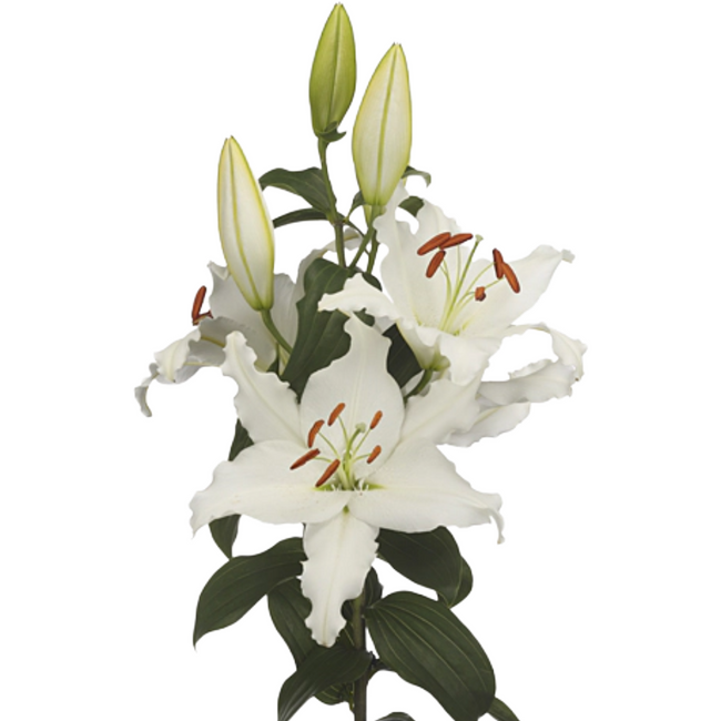 Lily Castellani trilogy