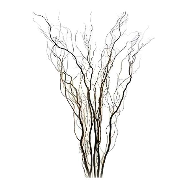 Curly Tall(5br)kraemer