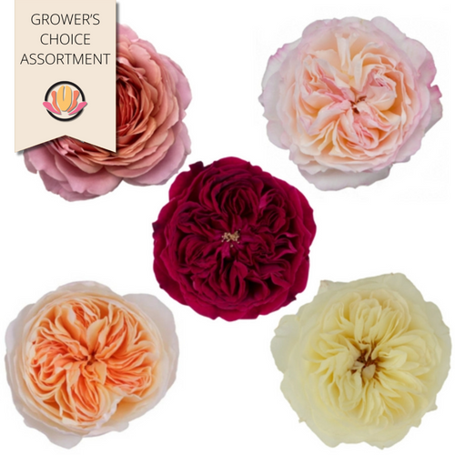 Rose Garden(100st)rprima