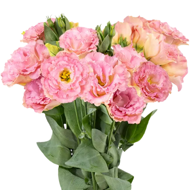 Lisianthus Luxe Champagn RF